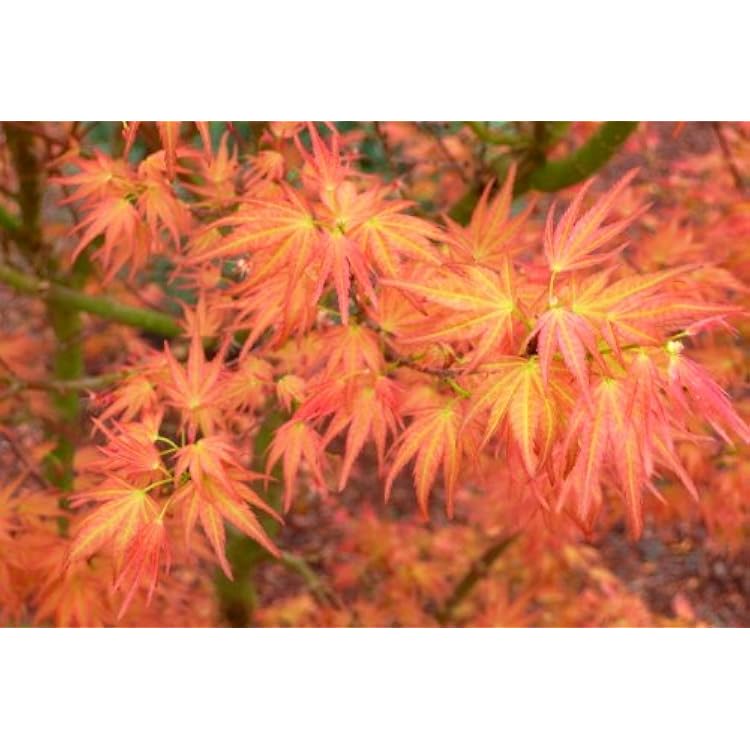 Akaji Nishika Japanese Maple 2 - Year Tree