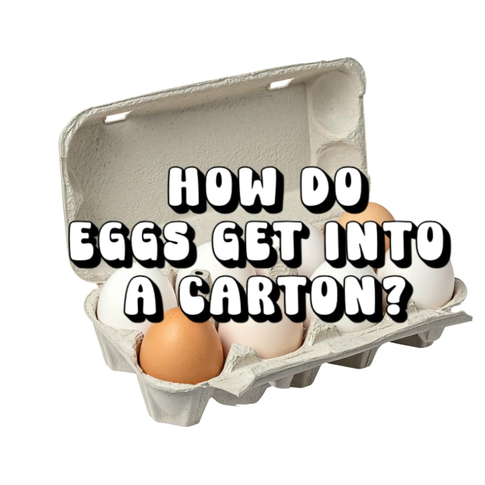 How Do Eggs Get Into a Carton?
