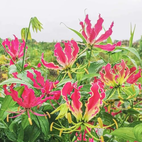 3 pcs Flammenlilien Zwiebeln deko wohnzimmer modern gartenpflanzen Flammenlilie, Gloriosa superba, Pflanze DachbegrüNung Geschenke Für äLtere Menschen blumenzwiebeln, stauden zwiebeln