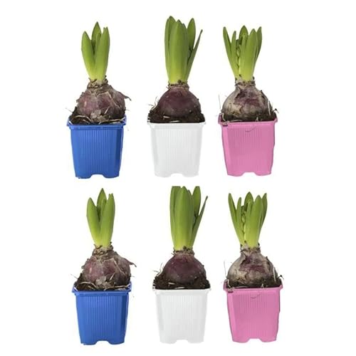 Bulbos de Jacintos para Jardín Pack de 6 Unidades Bulbos Hyacinthus