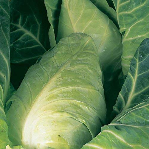 Cabbage Durham Early 10 Gram ~ 3500 Finest Spring Greens