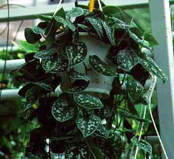 Rare Silver Cloud Philodendron - Scindapsus pictus - EASY - 4" Pot - Collector's