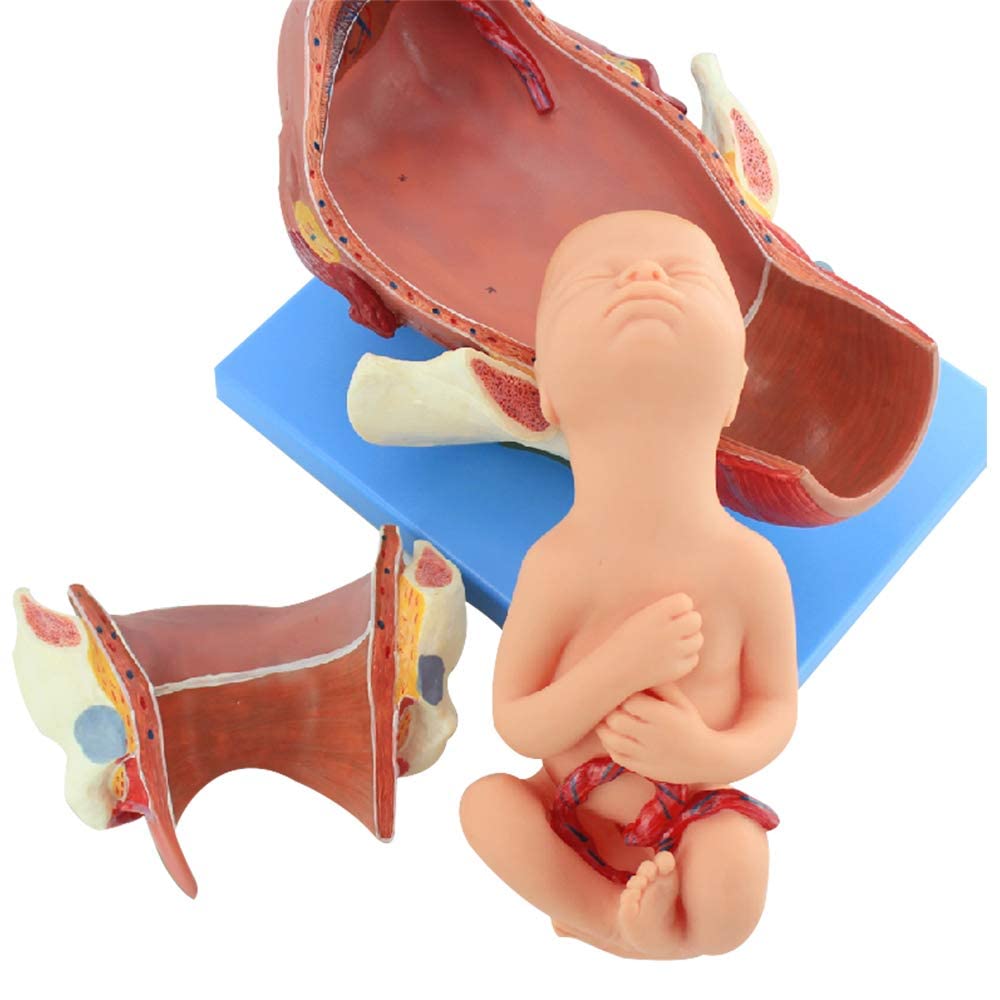 UWYTGF Teaching Model,Demonstration Model of Childbirth Anatomical Birth Pelvis and The Whole Fetal Model for The Whole, Second and Third Stage of Labor Work