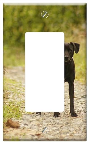 Placa de interruptor de un solo balancín/GFCI - Insectos Animales Pájaros Naturaleza La India Quindio 4