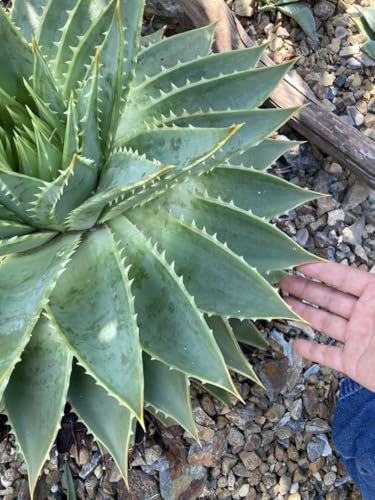 ドライガーデン 植物 サボテン」の人気商品一覧 | 安い商品を