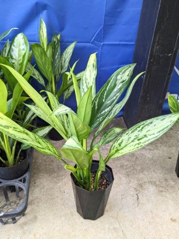 Amazon｜◎アグラオネマ・シルバークィーン 4号◎｜観葉植物