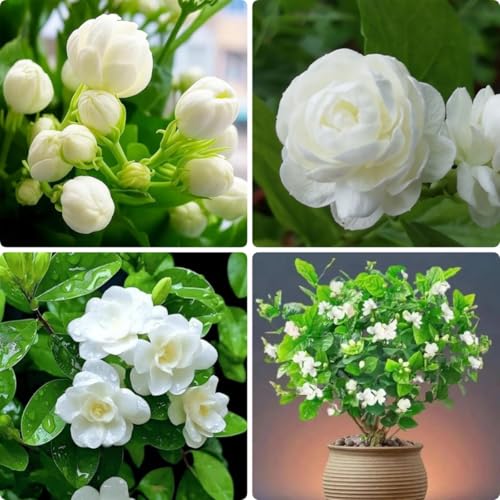 100PCS Jasmine Vine Seeds for Planting Highly Fragrant Sweet-Scented Flower Fast-Growing Hardy Perennial Heat & Drought Tolerant Attracts Butterflies Ideal for Outdoor Garden Deco Gift