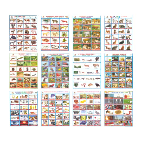 WHITETOWN Combo Sticker for Kids Project – Animal, Birds, Insect, Food Chain, Types of Tiger, Cats, Science, Anatomy | School Project | Adhesive Sticker WHITETOWN Combo Sticker for Kids Project – Animal, Birds, Insect, Food Chain, Types of Tiger, Cats, Science, Anatomy | School Project | Adhesive Sticker