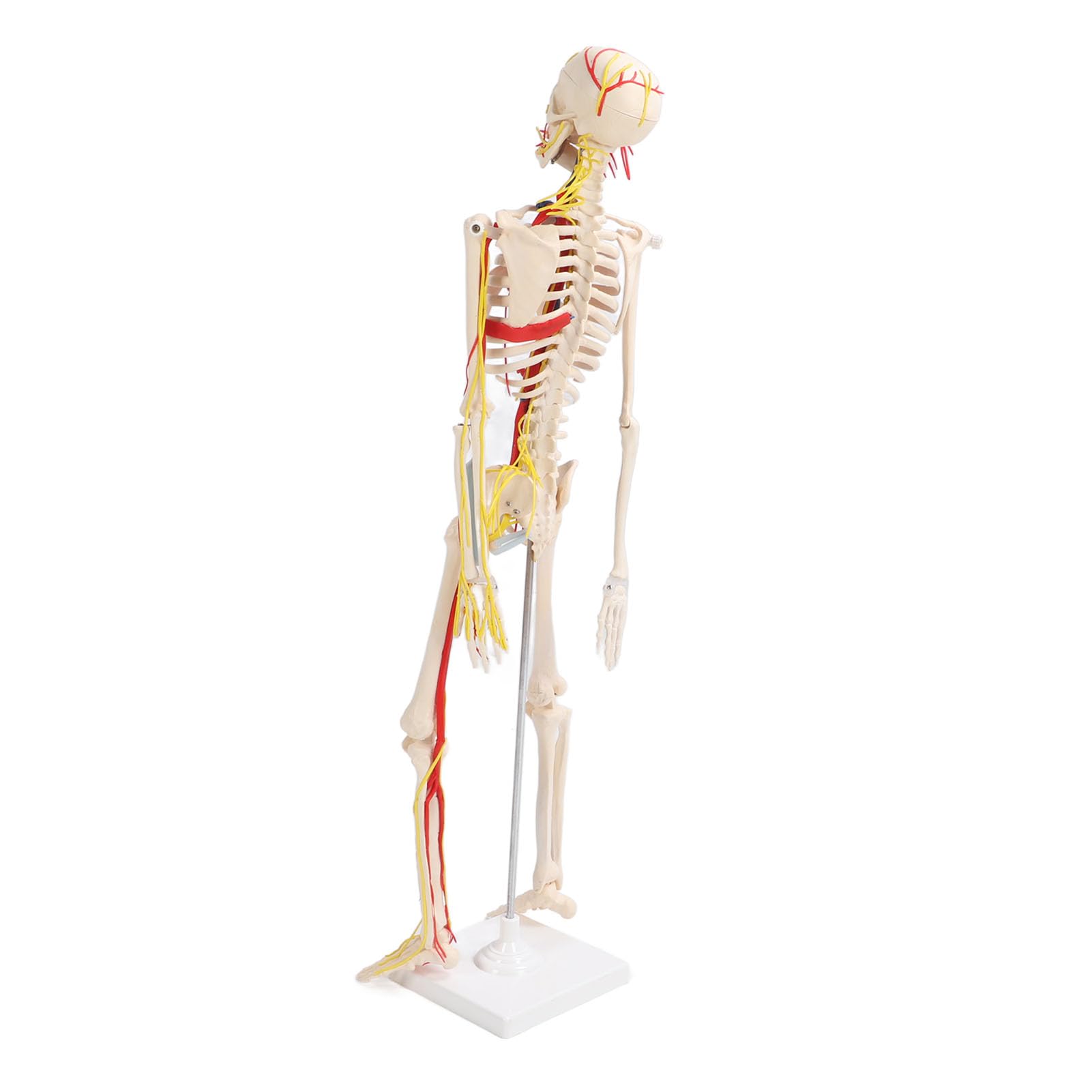 FTVOGUE Esqueleto Humano Ensamblar Modelo PVC Anatomía Esqueleto Modelo