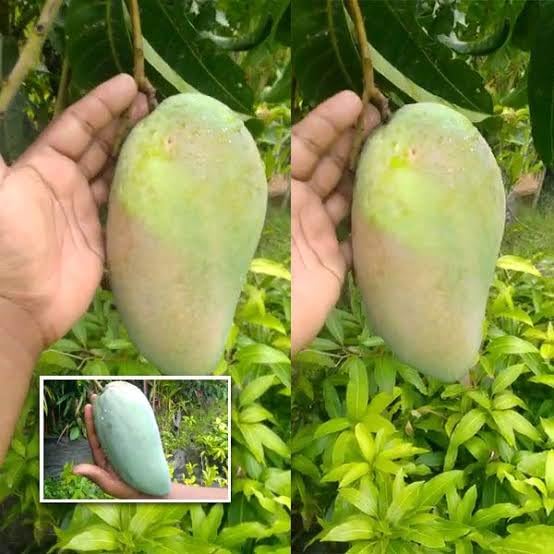 See full amazon price history chart for STAR PLANT " Thai All Time Mango Plant " Grafted (2-3 Feet) Fruit After 6 Month All Season Mango Plant Hybrid Baramasi Mango Tree Fruit Plant Home Garden Live Mango Fruit Tree STAR PLANT " Thai All Time Mango Plant " Grafted (2-3 Feet) Fruit After 6 Month All Season Mango Plant Hybrid Baramasi Mango Tree Fruit Plant Home Garden Live Mango Fruit Tree (B0CN4VCNFF) Amazon Price History, Amazon Price Tracker
