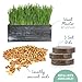 The Cat Ladies Cat Grass Kit with Black Rustic Wooden Planter, Organic Cat Grass Seeds and Soil. Easy to Grow Cat Grass for Indoor Cats. Prevent Hairballs and Aid Digestion