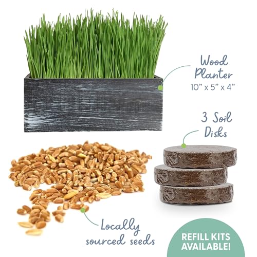 The Cat Ladies Cat Grass Kit with Black Rustic Wooden Planter, Organic Cat Grass Seeds and Soil. Easy to Grow Cat Grass for Indoor Cats. Prevent Hairballs and Aid Digestion by The Cat Ladies - Image 2