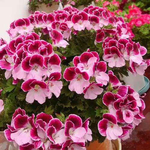 semillas de geranio - resistentes al invierno decoración silvestres verano 150pcs