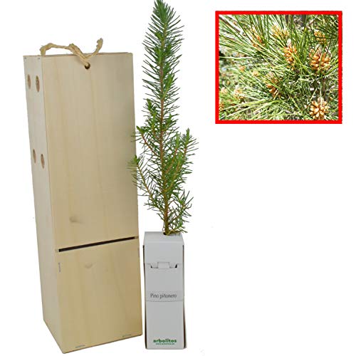 PINO PIÑONERO (pinus...
