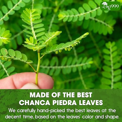 Image of TOG999, Premium 60 Chanca Piedra Leaf Tea Bags, 100% Natural & Pure from Chanca Piedra Leaves. Loose Leaf Chanca Piedra Herbal Tea. Made with Natural Material Tea Bags. No Sugar, No Caffeine, No Gluten, Vegan.
