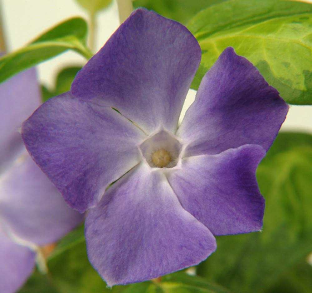 Vinca Periwinkle Major Garden Plant Hardy Shrub Evergreen Flowering Garden Plants Easy to Grow Your Own Low Maintenance 1x 9cm Potted Plant by Thompson and Morgan