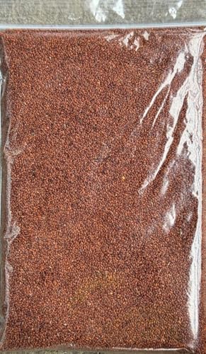 Cress Seeds | Halim Seeds Sprouting Premium Quality Free UK P&P by ash spice company (50g)