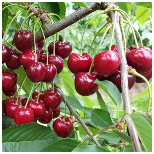 1 x Morello Cherry Tree 3-4ft in 6L Pot Self-Fertile Ready to Fruit pcsreat for Jams: Seeds Only