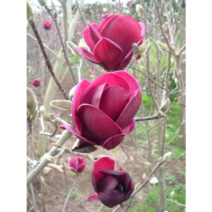 See full amazon price history chart for Magnolia Flower Live Plant, With Pot. Magnolia Flower Live Plant, With Pot. (B0CX21YKF9) Amazon Price History, Amazon Price Tracker