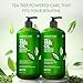 Majestic Pure Tea Tree Shampoo for Men and Women - Hydrating Formula Fights Dandruff, Lice and Itchy, Irritating or Dry Scalp - For All Hair Types - Sulfate Free 16 fl oz (pack of 2)