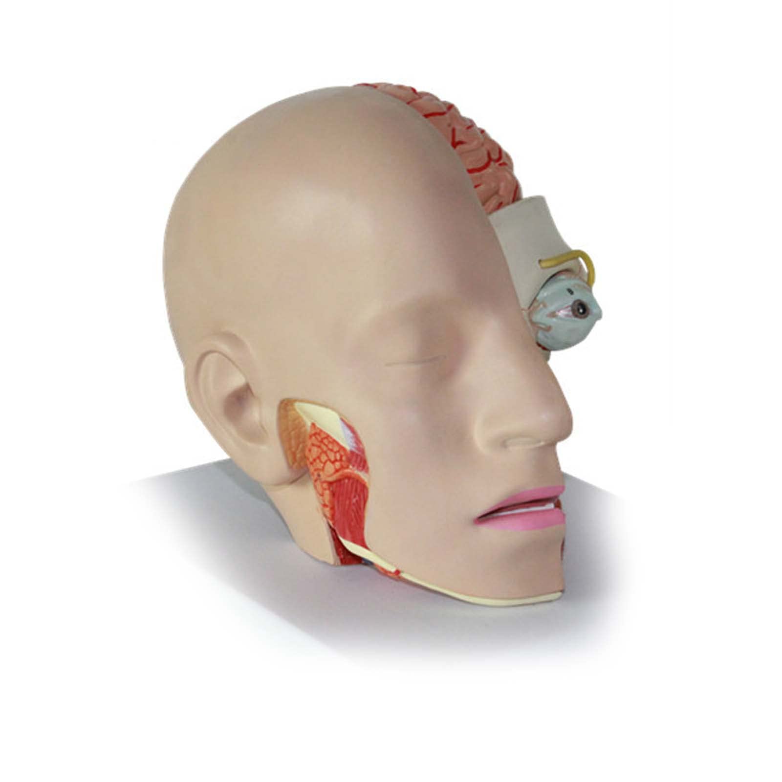 Amazon.co.jp: 人間の解剖学モデルヘッド頭蓋骨頭脳脳脳脳解剖学的