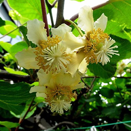 Amazon.co.jp: キウイ 香緑 (メス)・トムリ (オス) 樹高80cm前後 受粉