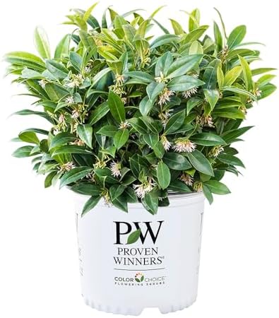 2 Gal. Proven Winners Sweet & Low Sweet Box Shrub