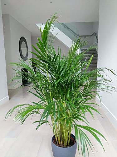 Areca Palm Live Indoor Plant | Natural Air Purifying Houseplant for Home, Living Room & Office Decor-image-7