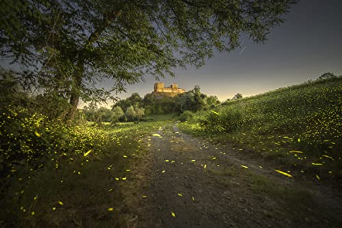 Ficha técnica Venus Laowa 14mm f/4 Zero-D DSLR Ultra gran angular lente de marco completo para Canon EF Mount Camera - Fernando Cortés