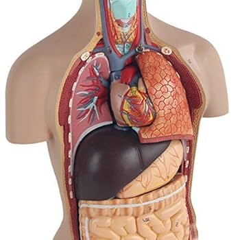 日本人体解剖学 日本人体解剖学 改訂20版 / Anatomy 今日も明日も/日本人体解剖