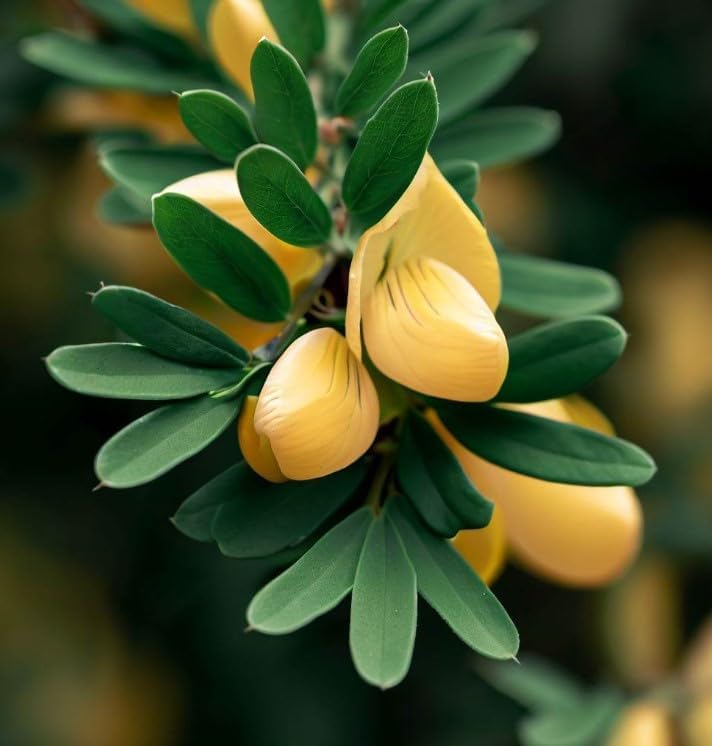 Cytisus scoparius (Scotch Broom) Shrub Seeds, Small, Tolerate Poor Soil Conditions, Seeds by MySeeds.Co, You Choose The Amount (1 LB)