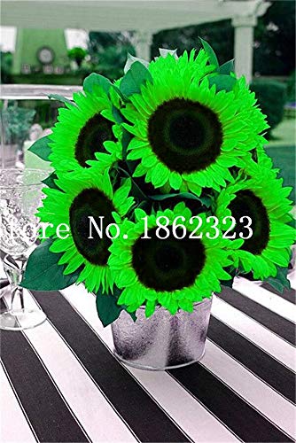 Graines De Fleurs Vivaces De Tournesol Pour Un Beau Jardinage Vert Ensemble De 100 Pièces