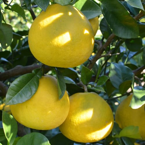 y̎|s U yU ƒp 5kg  MLTCY ys Y ʖؔ_ mY Ǐn Ԃ񂽂 k