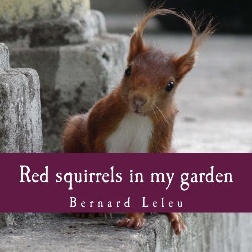 Red squirrels in my garden