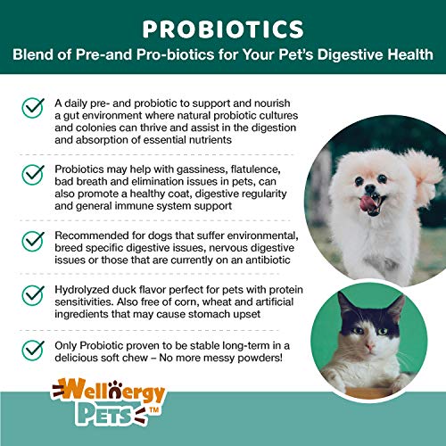 Wellnergy Daily Probiotic & Prebiotics Soft Chew for Dogs & Cats - Digestive Support for Diarrhea, Constipation, Upset Stomach, Indigestion & Gas - Helps Digestion, Allergy Skin & Immune Health 60ct
