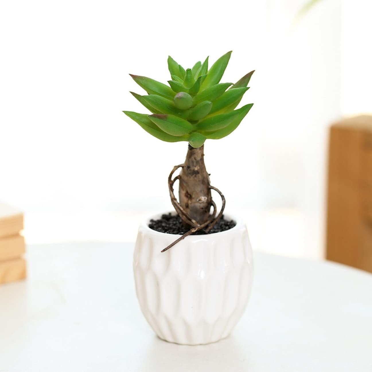 アガベ リップルエフェクト サルミアナ フェロックス 抜き苗発送 50cm