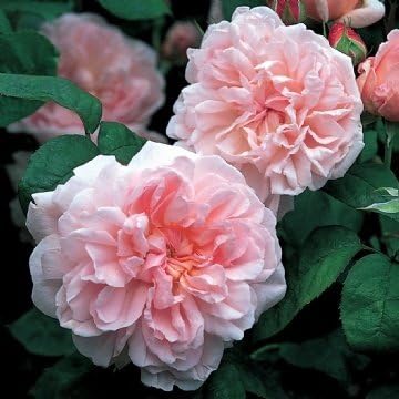 David Austin English Roses Eglantyne