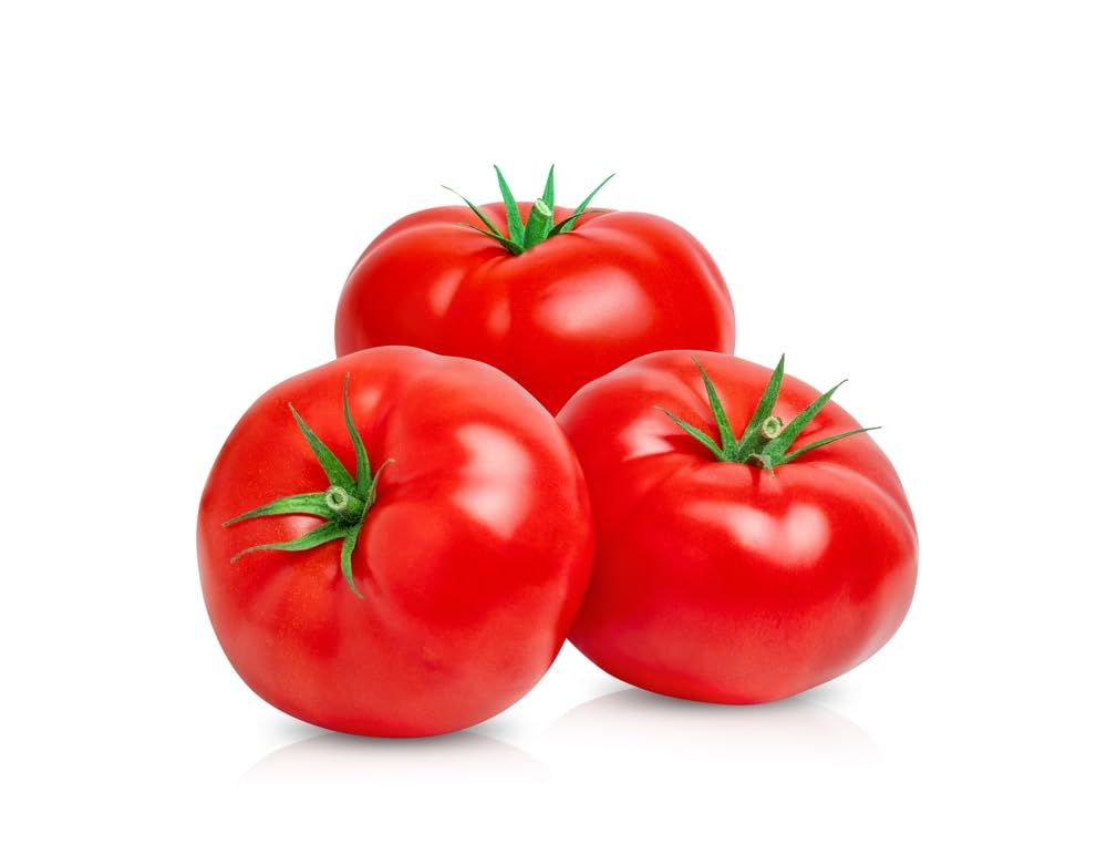Tomato Plants, 'Ailsa Craig', 6 x Plug Plant Pack, Tomato Plants Ready to Plant Now, Tomatoes, Fresh and Sweet, Gardeners Favourite, Excellent Flavour, Garden Ready, Premium Quality Tomatoes
