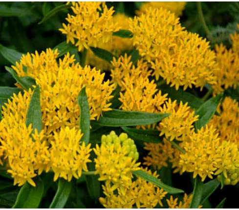 BUTTERFLY WEED HELLO YELLOW Asclepias Tuberosa - 50 Seeds (B07L115TYJ) Amazon Price History, Amazon Price Tracker
