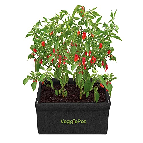 VeggiePot 1-Pack 15 Gallon Raised Grow Bag, Breathable Fabric Pot with Handles (Black, 24X24X12 in) (B09B7JLM5X) Amazon Price History, Amazon Price Tracker
