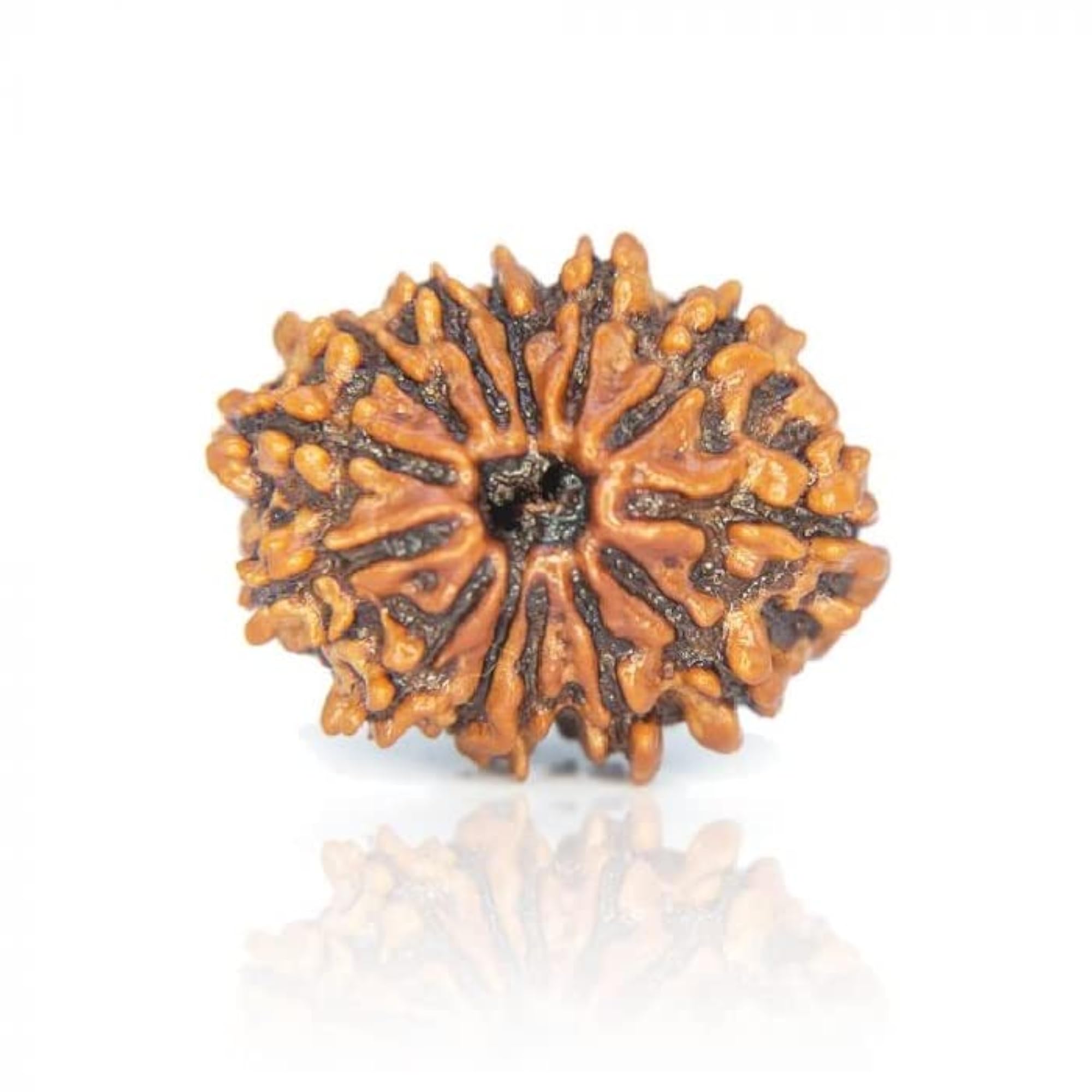 13 Mukhi Rudraksha Original Certified Nepali Big Size Brown Bead