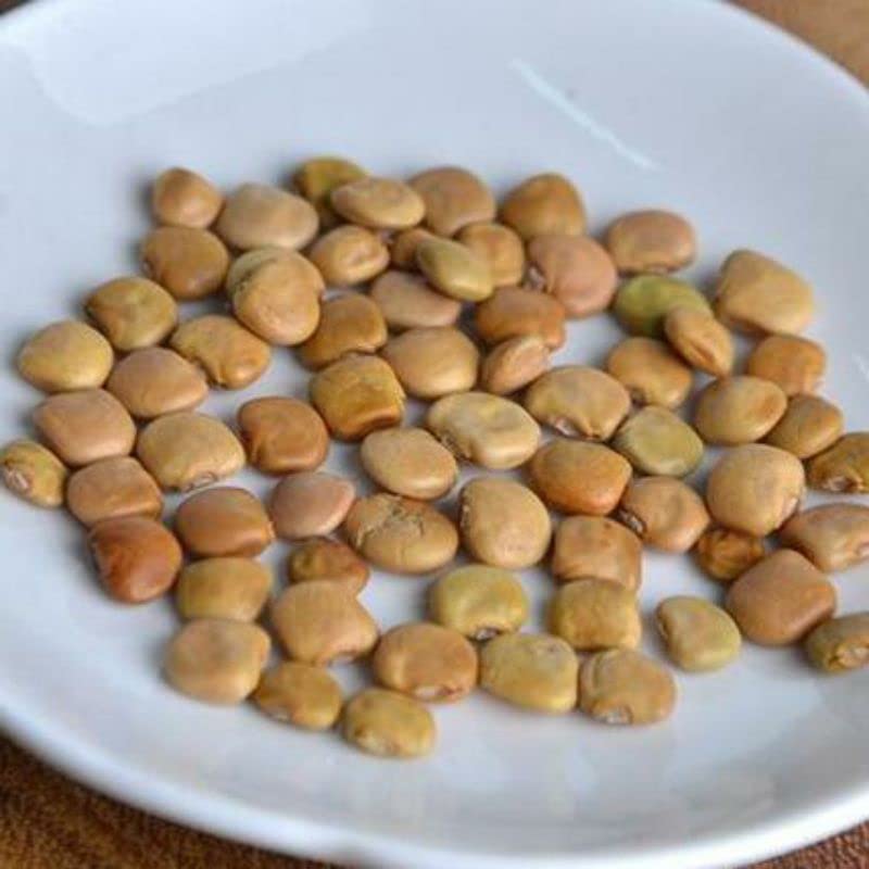 Gachwala Shankh Aloo/Yam bean Seed (Pachyrhizus spp)- Pack of 100+ Healthy Seeds