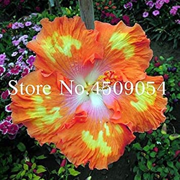 50 Pezzi Giant Hibiscus Bonsai 24kinds Hibiscus Rosa-sinensis Fiore Bonsai da Interno Hibiscus Albero dei Bonsai per Flower Pianta in Vaso: Mixed: Only Seeds - Afbeelding 4