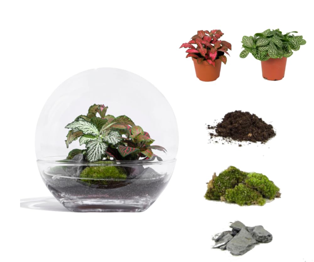 Kit DIY Jungle Bubble Small 15cm végétalise votre bureau avec style