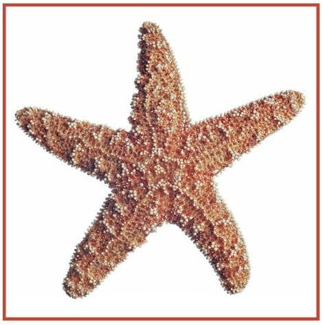 Orenco Originals Nautical Seashore Red Starfish Counted Cross Stitch Pattern