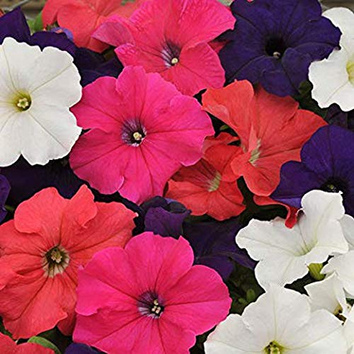 Petunias Caja 15 plantas PORTES GRATIS (Variadas)