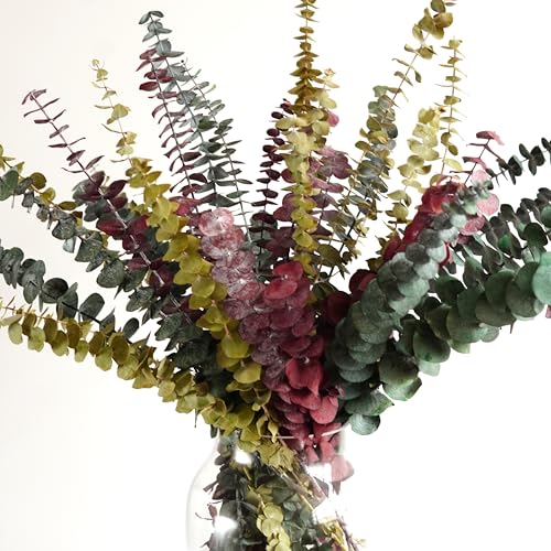 10 unidades Hojas de Eucalipto Seco Decorativo Natural miniatura 5