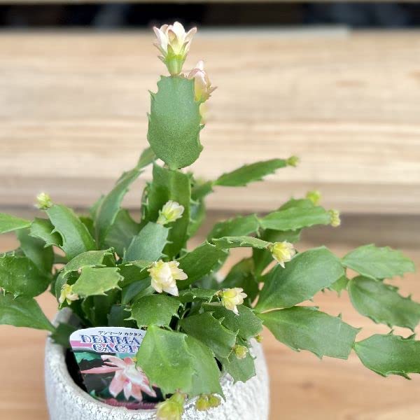 Amazon｜おしゃれ 観葉植物：デンマークカクタス コンペイトウ