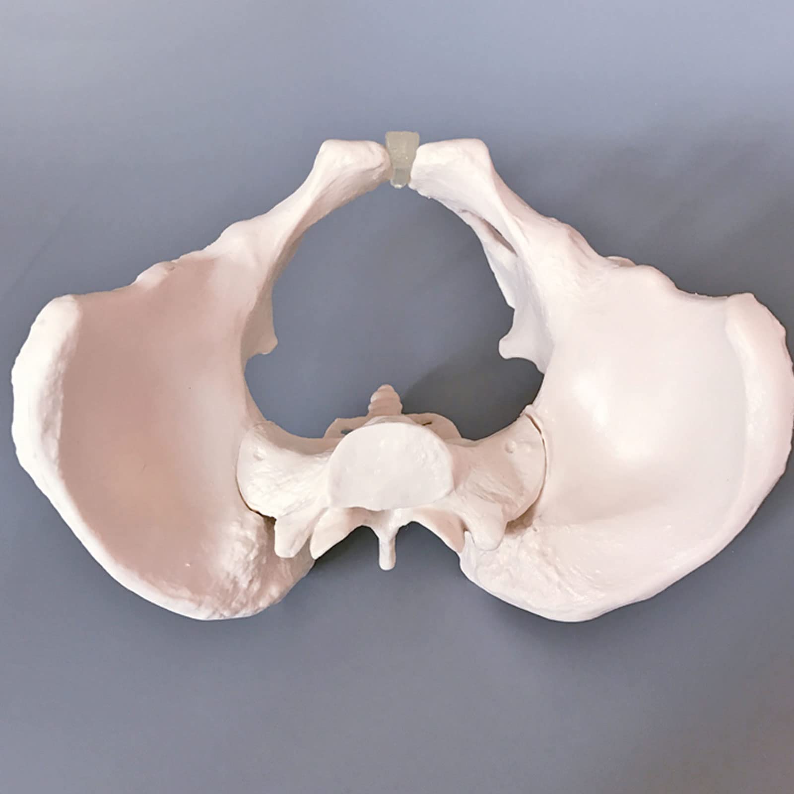 Modello di Scheletro del Bacino Femminile A Grandezza Naturale Pelvi Umano Anatomia Anatomica Modelli Scheletrici Apparecchiature Mediche Strumenti Medici