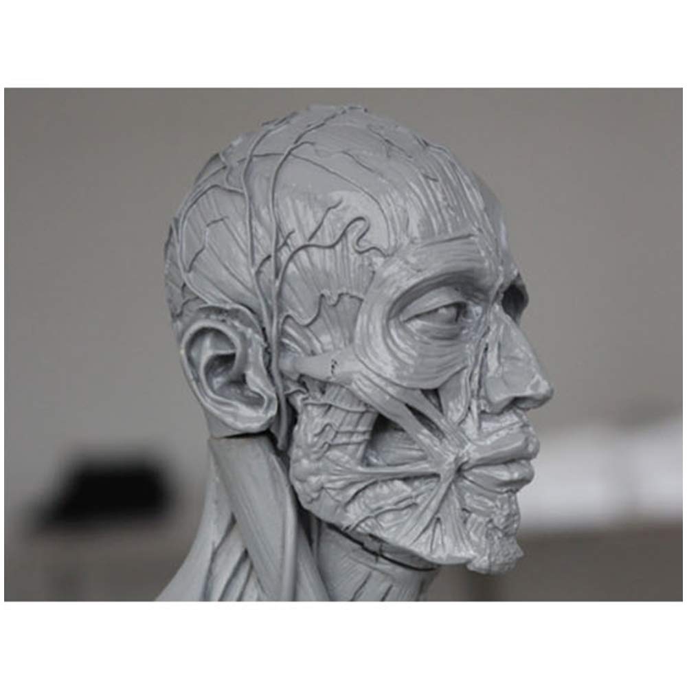 Anatomie du Corps Humain - Anatomie Masculine De 60 Cm - Modèle Anatomique du Squelette Musculaire Humain - pour Étude De Dessin d'artiste Médical, A